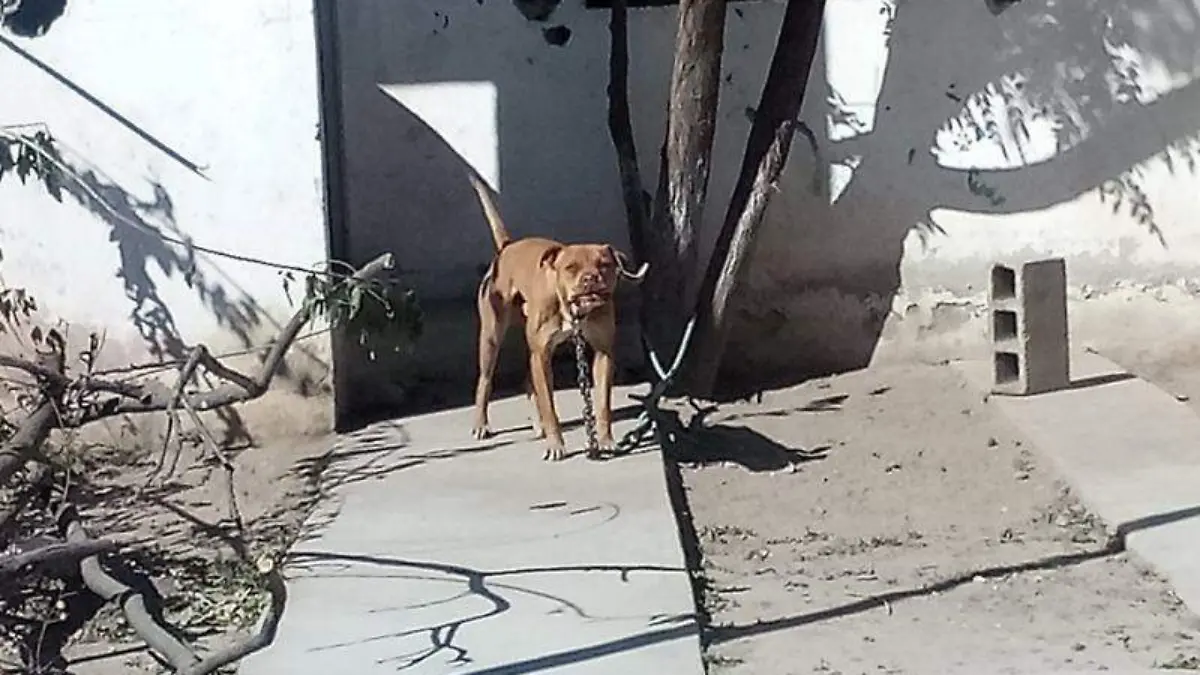 Ciudadanos usan perros de pelea  para proteger sus hogares de los ladrones